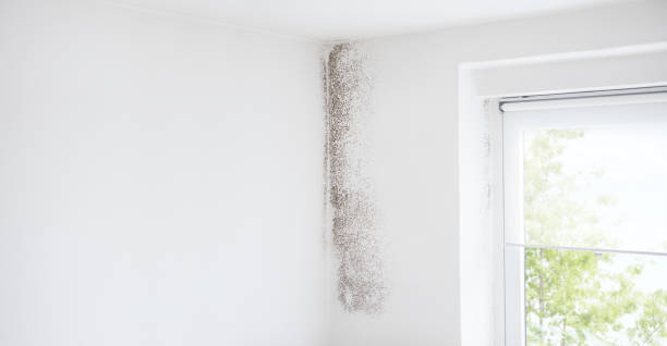 Professional Mold Removal in Bowling Green, OH